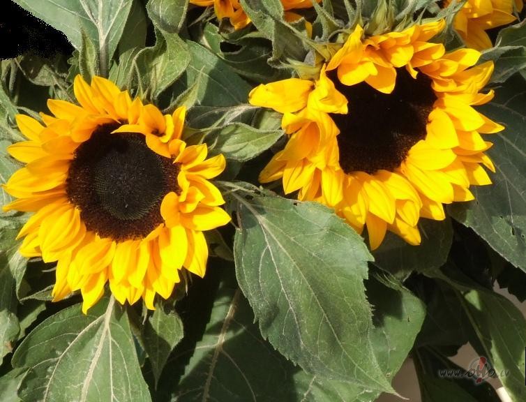 Nu tad kaut kas skaists ar�...