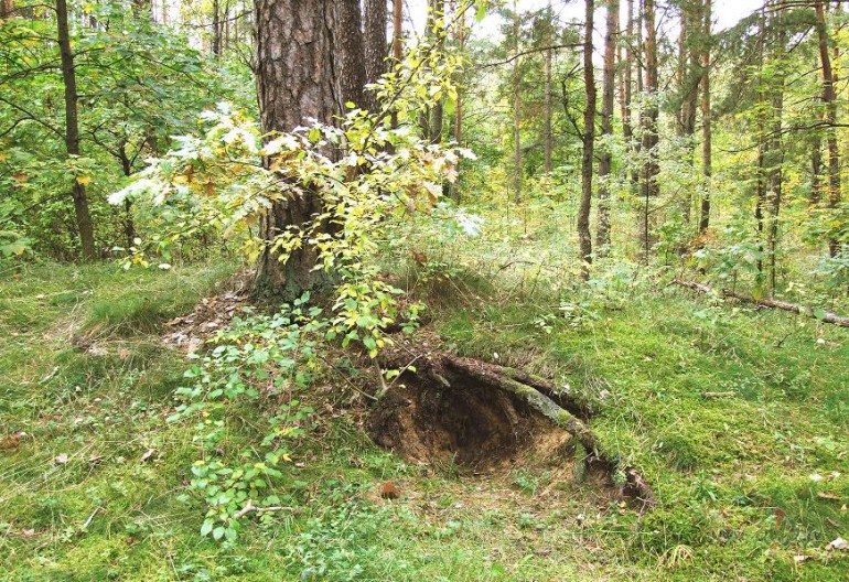 Atbr�vojusies jauna ala:)) Par �ri p�r�k d�rgi neprasa, bet kas par ...