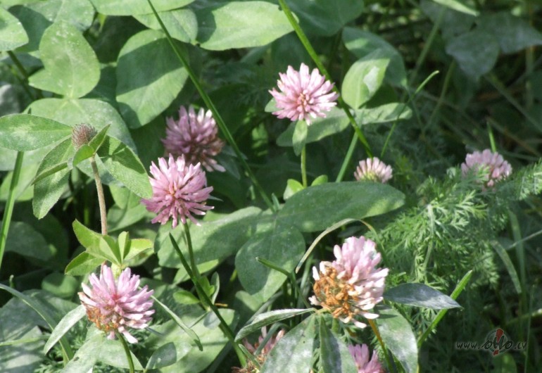 Nu re...rudens �boli��:))