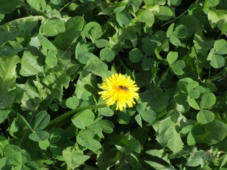 Rudens pienene ar biti:))