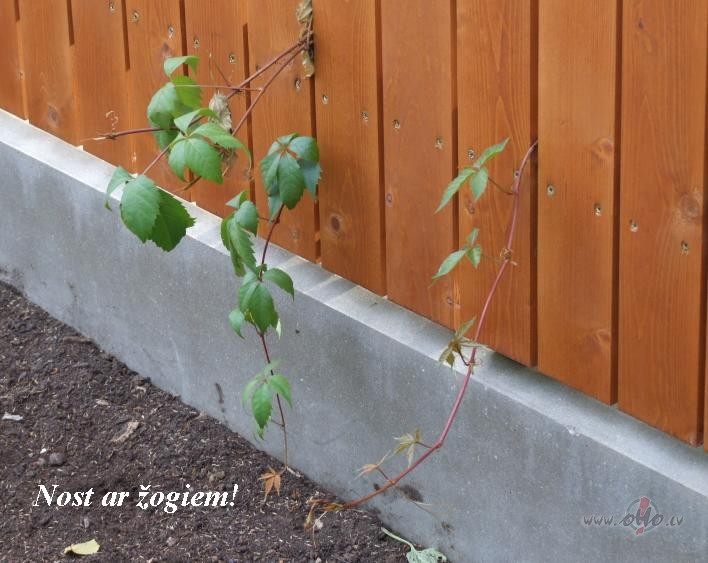 Nost ar �ogiem:)) M�s gribam b�t paman�mi!