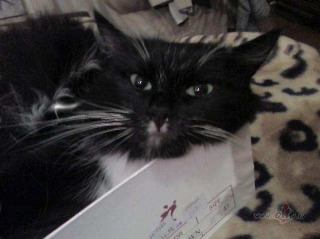 Nopirku jaunus zam�a z�baci�us. Kast� iek�� bija t�da maza paci�a, ...