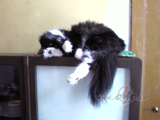 No r�ta, migl� t�ta, Es j�tos aplaup�ta, Jo neredzu neko, Tik miglu ...