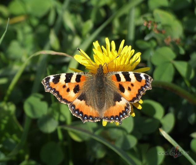 Labr�t, kaut ar� saule nesp�d:) bet aiz m�ko�iem t� ir tik un t�:))