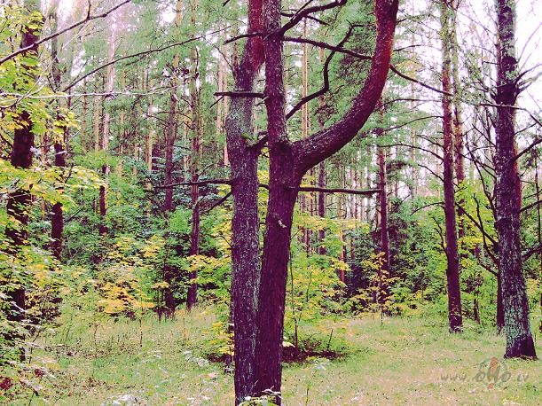 Sav�di koki, sav�di gan...