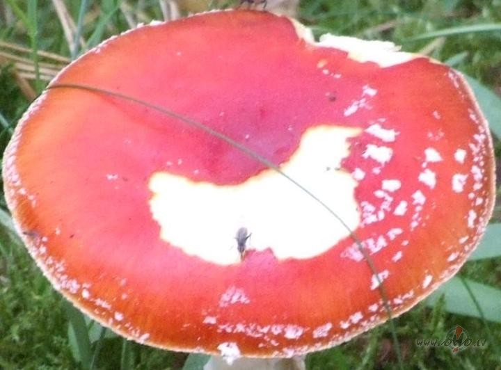 Ja k�dam ir ko teikt, lai saka:)) v�l ir mazliet laika....