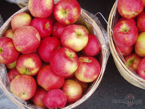 &nbsp;Sab�ru uz segas veselu kaudzi ko�i s�rtu �bolu...&nbsp;Sul�gi, ...