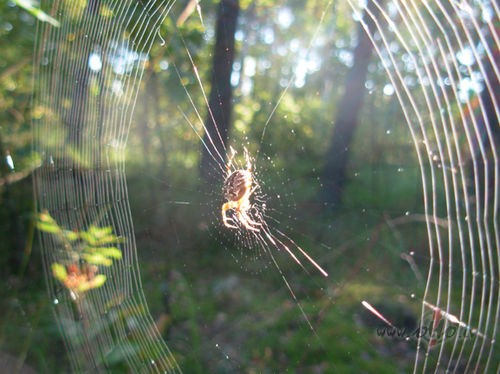 Es nu rosys pil��aIzsmie�u sovai dv�seleiSp���k� briljantu,Un nu ...