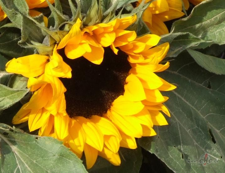 Tad, kad nogurs man pirksti, rakstot v�stules garas, es s�t��u ...