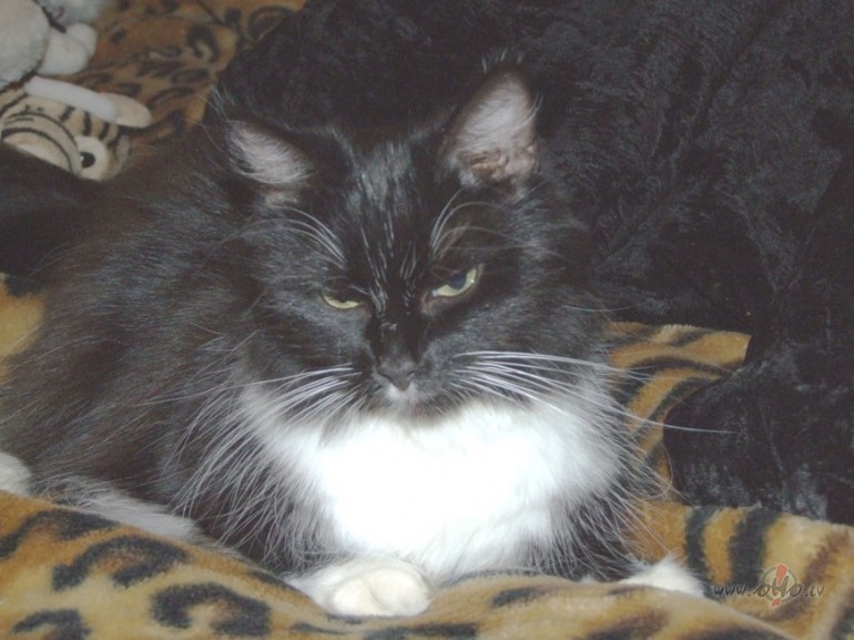 Pluksa.Vienk�r�i Pluksa.