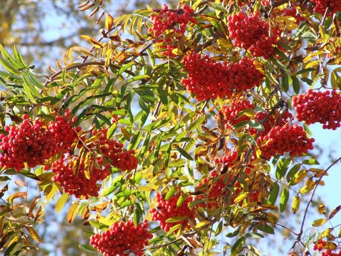 Re�li p�l�d�i:)) eh, ka neb�tu tik r�gti...ar visu blan���anu un ko ...