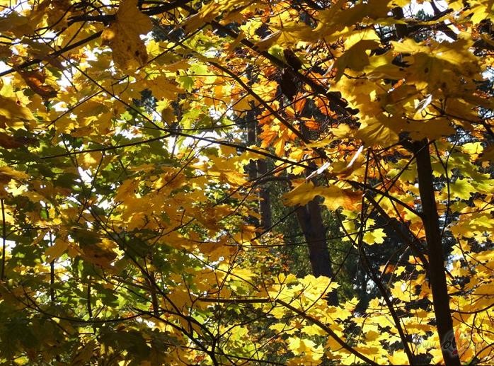 V�STULES 
Zi�as no manis K� saul� mirdzo�as,Kr�sainas k�avas ...