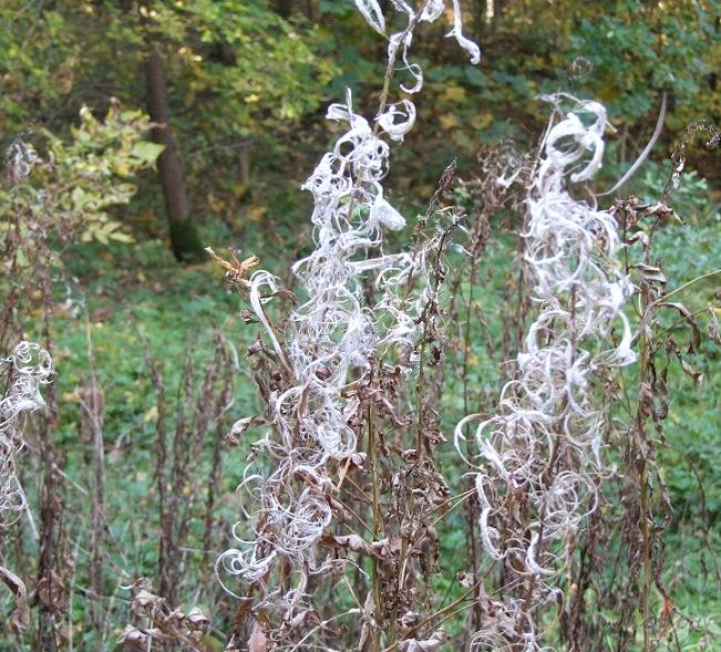 Kas �itie t�di? Varb�t viet�j� kokvilna:))