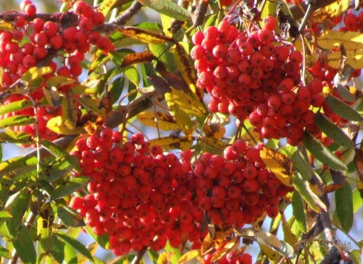 Pieklauv� pie mana loga, Sarkans p�l�d�zars: 