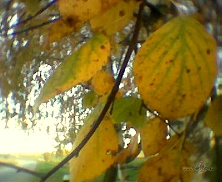 &nbsp;Saule, gaisma un smar�a -da�as r�tausmas v�stneses ...