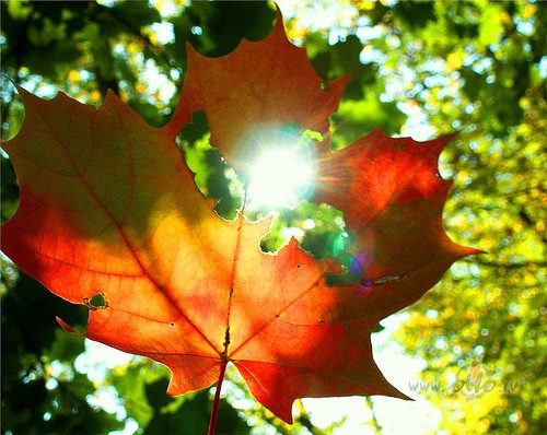 Pasmel sav�s plaukst�s v�juNorasotu lapu �emSaules smieklos ...