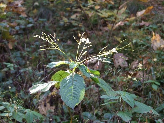 Cik ilgi sp�si br�n�ties, tik ilgi sp�si m�l�t...