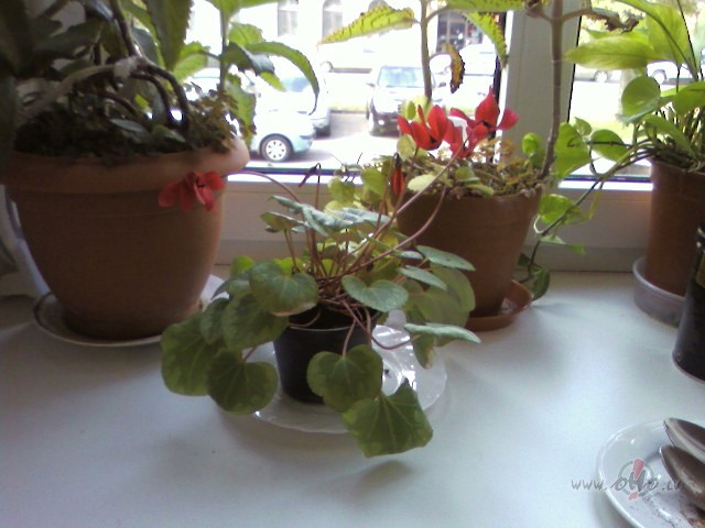 Jau tik daudz ziedu...malace, mana pu��te:)) un pumpuri tik n�k un ...