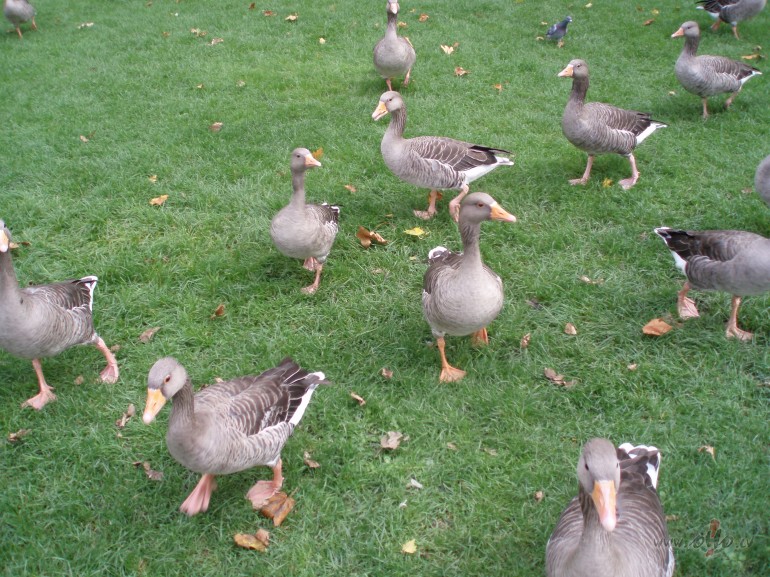 Jau&nbsp;sievas rind� k�rtojas 
un vi�u vaigi s�rtojas ,
kad v�ri ...