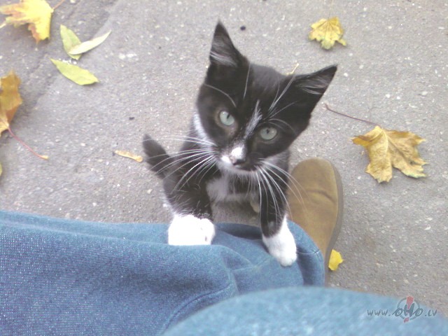 J�, tas ir rudens...j�k�pj&nbsp; Cilv�k�, tur ir silt�k:))