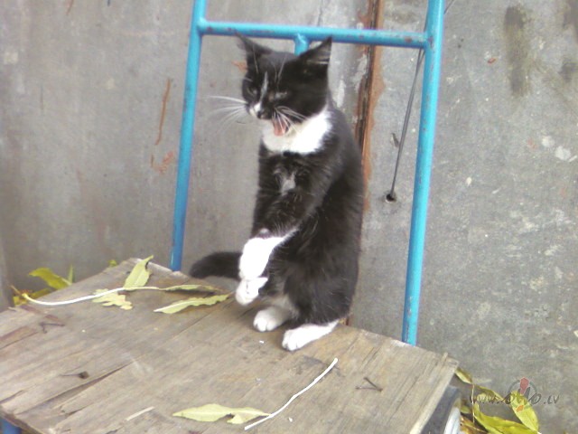 Bet te - s�t� ielauzies SVE�INIEKS:)))) Kas nu b�s?:)))