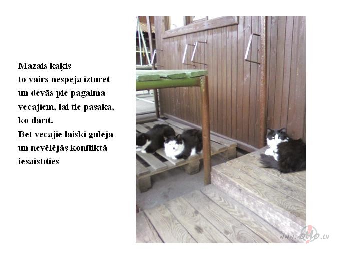 Mazais ka�is dev�s apspriesties, ko dar�t...