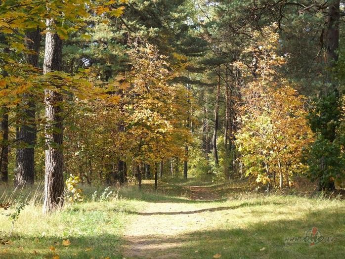 Daudziem ir tik jauki foto albumos, rudens �ogad ir tik ...