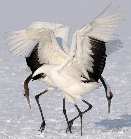 Rude�os pasaule kr�saina top,Dz�rves tad dzied un lapas tad ...