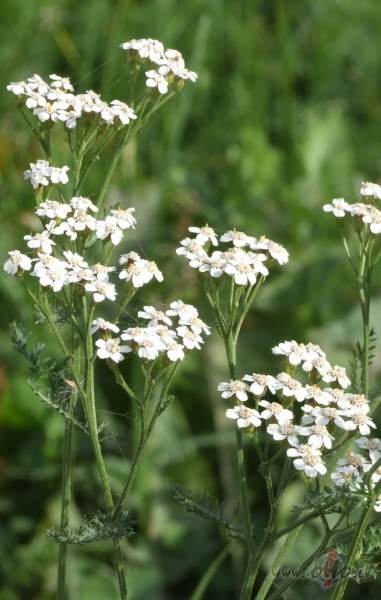 Ne jau katru dienu ir t�, k� datum� tr�spadsmit�...bet pela��u t�ja ...