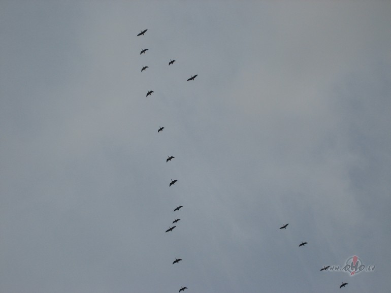 ...neskumsti,ms naksim atkal...