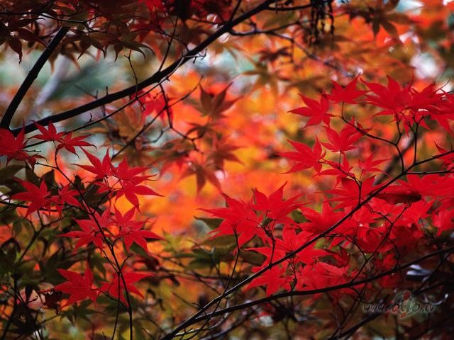 Katra lapa k� Tavs gl�sts,katra k� viens st�stskatra k� piesk�riens ...