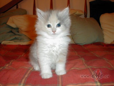 Nu re,atkal paliku viena...darb�...;(visi darbi pa stundu b�tu ...