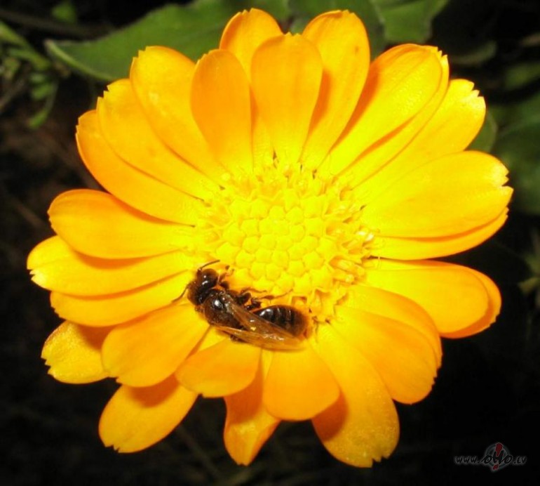 Ak Tu smaid�g�,ak Tu jautr�g�,Rudens v�jos skano��Talum� ejo��,tuvum� ...