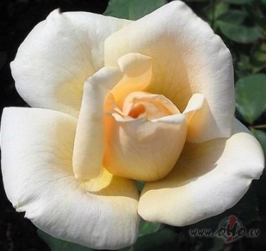 N�k meitene ar baltu roziUn visas durvis va�� verAr sniegp�rsli�u ...