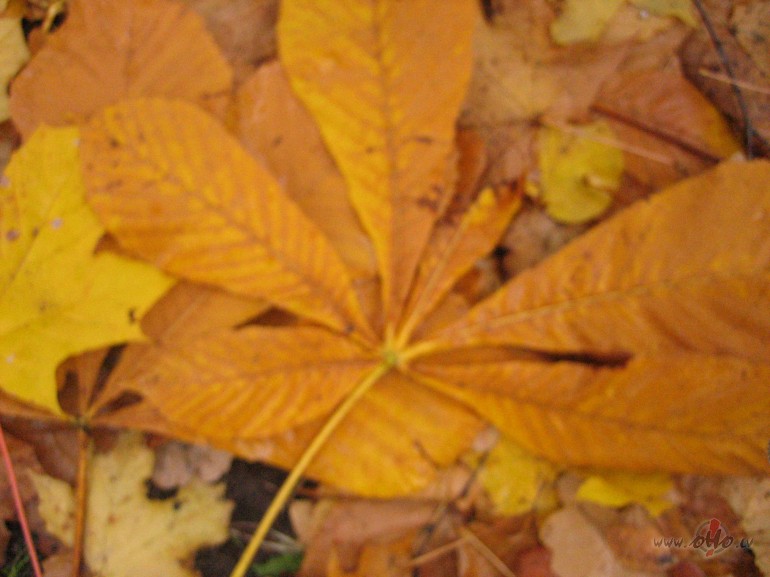 ...salnas zobiem kostas,
vja smiekliem rautas...
pietrka ...