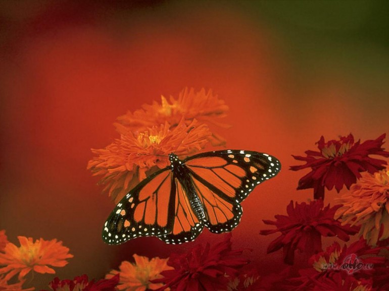 Es eju savu taku,un nav man kauns par to,par l�kumu �o aso,kas ...