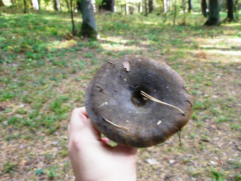 Tikai �odien nav skaidrs ,kas ir dom�ts ar ..es grib�ju ,bet vi�s ...