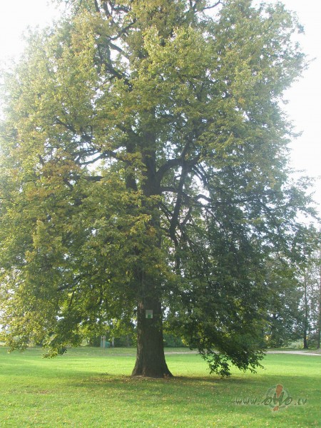 Paskat�jos uz vi�u un nodom�ju....un taj� br�d� kad grib�si man ...