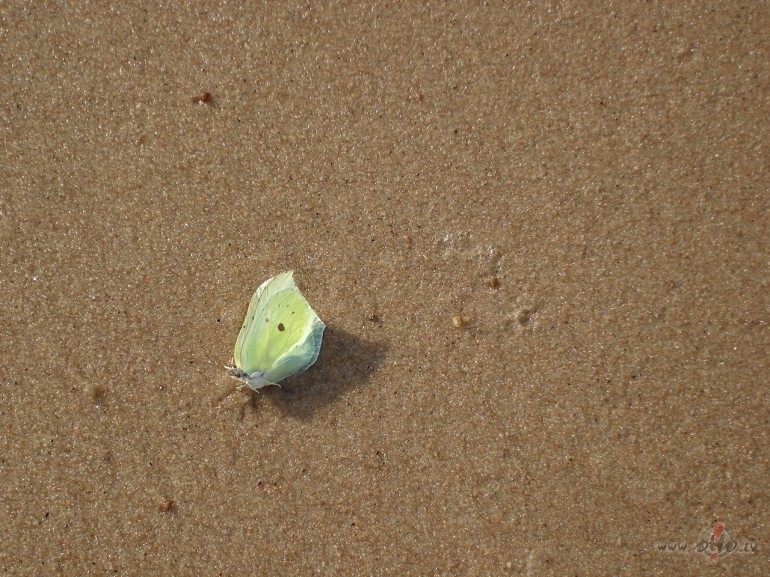 Gaudos v�j�, klauv�dams pie pak�iem, lietus cirt�sies pie logu ...