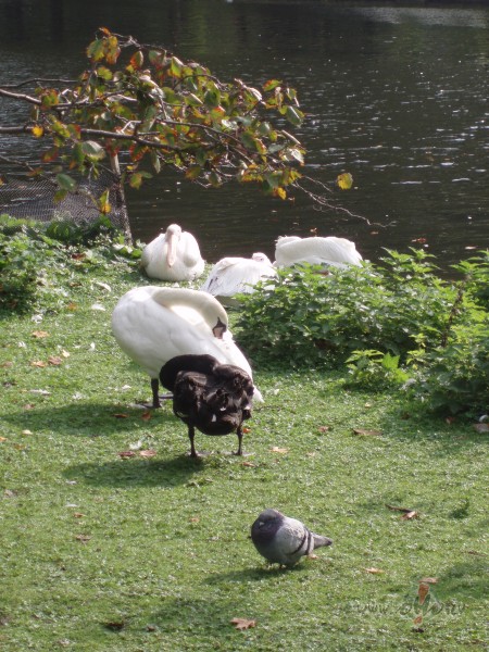 Tuvojas M�rti�diena...
sasm�jos...
zoss ir tas pats, kas vista, tik ...