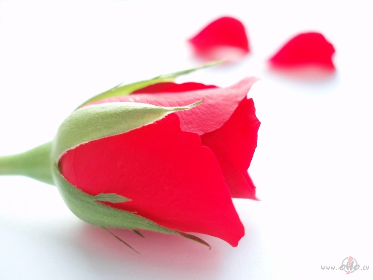 Tu mana jauk� rudens roze,Tev gar�m salnas lai iet dr�zTu liesmo ...