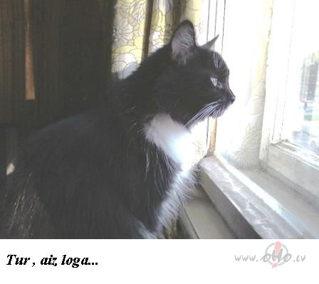 Es dom�ju par silto vasaru, par za�o z�li un par jautr�m putnu ...