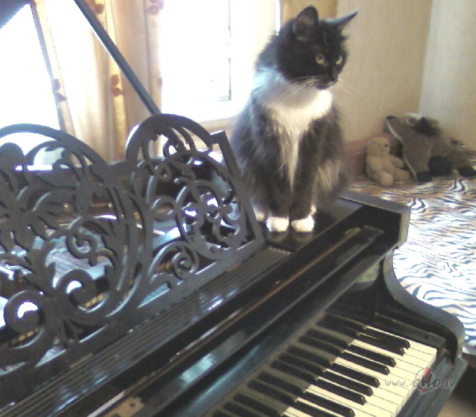 J�, �or�t klavierskolot�ja mazliet kav�jas, nu nekas, es varu ...