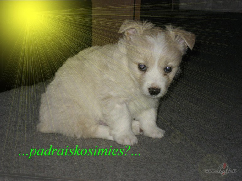 ...ar viam ir domas...