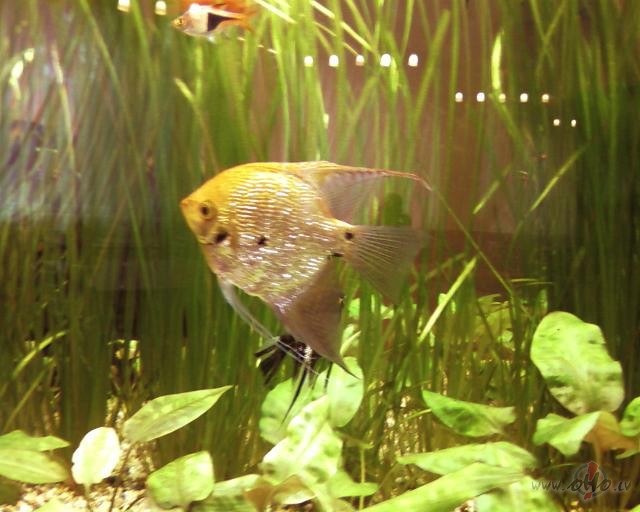 Mazliet no citas pasaules...atmi�as par zivju dienu:((