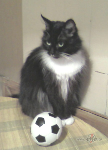 Kur ir mans treneris????