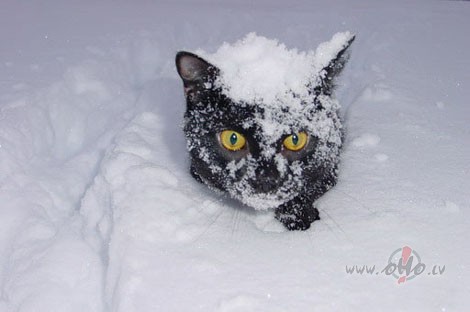 Mazs puten�ts pa gaisu traucUn atkal visas p�das jaucAr sniegp�rli��m ...