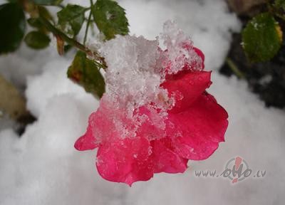 Es iztiktu bez ziemas t�s,kas n�k vienm�r,kad negaidiar aukstumu un ...