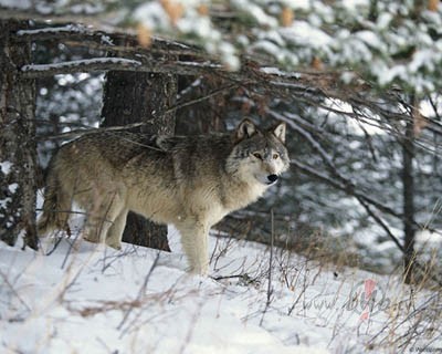 Naktsputnu bari salidoju�i:))>>>> >>>>> un ...