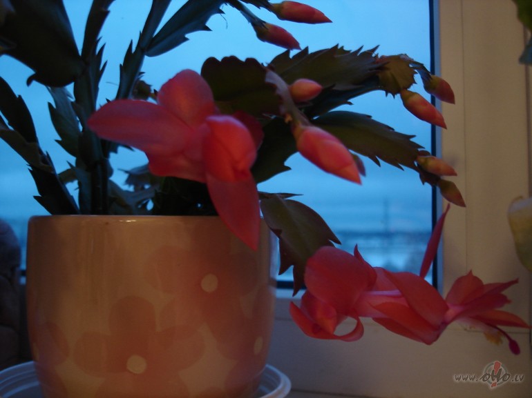 �odien izjut�m ziemas tuv�bu- v�ji plos�j�s, br��am lik�s zemes ...